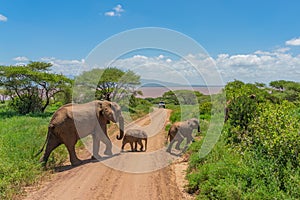 African bush elephant with here baby  in the Tarangire National Park in Tanzania