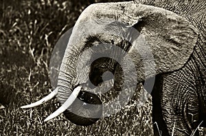 African Bush Elephant in high contrast black and white. Close up of the head and majestic tusks