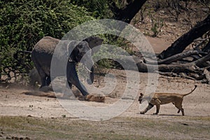 African bush elephant kicks sand at lioness
