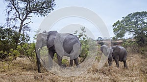 African bush elephant in Kruger National park