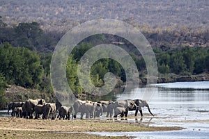 African bush elephant in Kruger National park