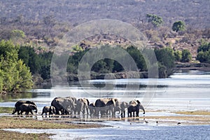 African bush elephant in Kruger National park