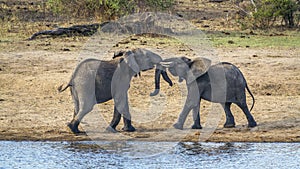 African bush elephant in Kruger National park