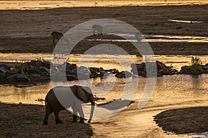 African bush elephant in Kruger National park, South Africa