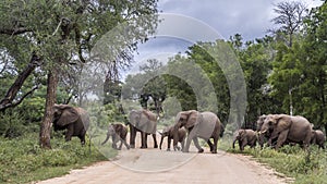 African bush elephant in Kruger National park, South Africa