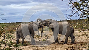 African bush elephant in Kruger National park, South Africa