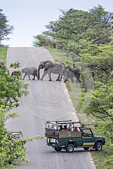 African bush elephant in Kruger National park, South Africa