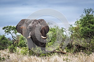 African bush elephant in Kruger National park, South Africa