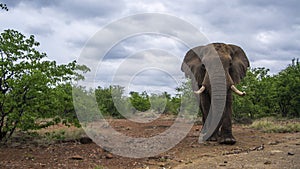 African bush elephant in Kruger National park, South Africa