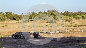 African bush elephant in Kruger National park, South Africa