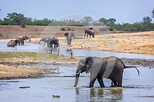 African bush elephant in Kruger National park, South Africa