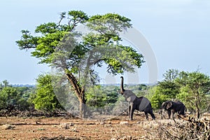 African bush elephant in Kruger National park, South Africa