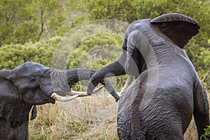 African bush elephant in Kruger National park, South Africa