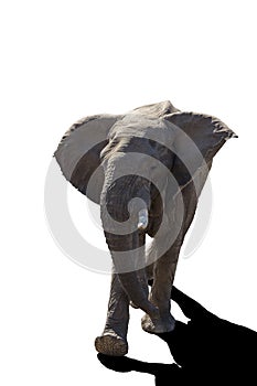 African bush elephant in Kruger National park, South Africa