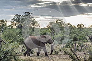 African bush elephant in Kruger National park, South Africa