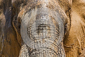 African bush elephant in Kruger National park