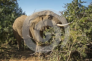 African bush elephant in Kruger Park, South Africa