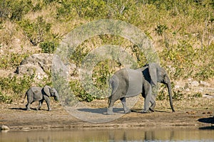 African bush elephant in Kruger Park, South Africa