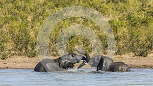 African bush elephant in Kruger Park, South Africa