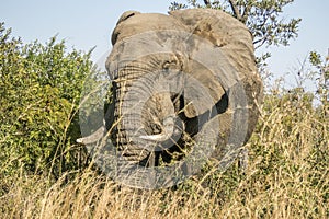 African bush elephant in Kruger Park, South Africa