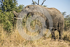 African bush elephant in Kruger Park, South Africa