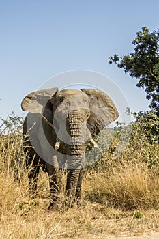 African bush elephant in Kruger Park, South Africa