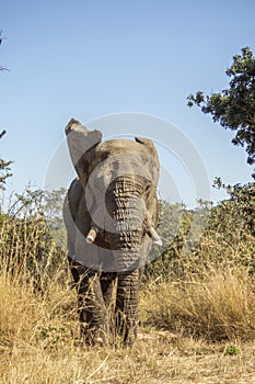 African bush elephant in Kruger Park, South Africa