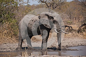 African bush elephant