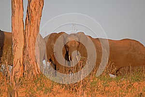 AFRICAN BUSH ELEPHANT IN LATE AFTERNOON SUNLIGHT