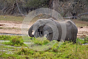 African bush elephant (Loxodonta africana)