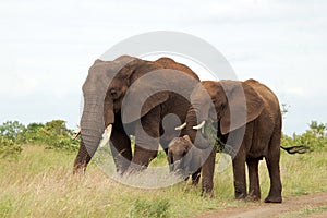 African bush elephant (Loxodonta africana)