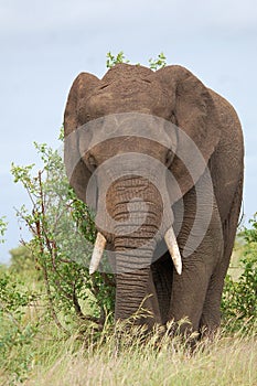 African bush elephant (Loxodonta africana)