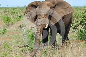 African bush elephant (Loxodonta africana)