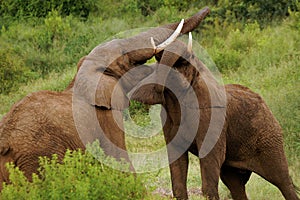 African bush elephant (Loxodonta africana)