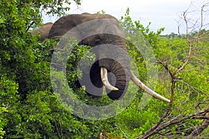 African bush elephant (Loxodonta africana)