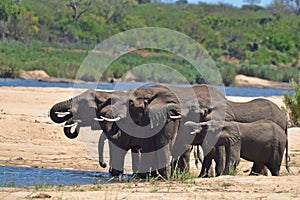 African bush elephant (Loxodonta africana)