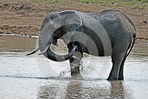 African bush elephant (Loxodonta africana)