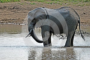 African bush elephant (Loxodonta africana)