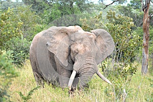 African bush elephant (Loxodonta africana)