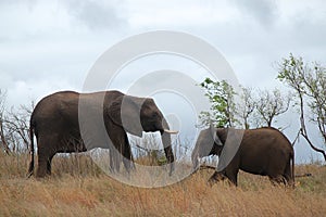 African bush elephant (Loxodonta africana)