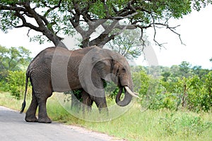 African bush elephant (Loxodonta africana)