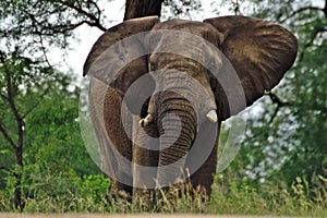 African bush elephant (Loxodonta africana)