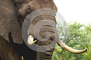 African bush elephant (Loxodonta africana)