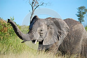 African bush elephant (Loxodonta africana)