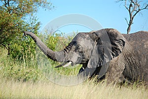 African bush elephant (Loxodonta africana)