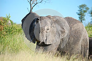 African bush elephant (Loxodonta africana)