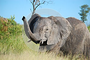 African bush elephant (Loxodonta africana)