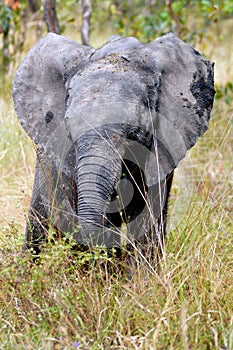 African bush elephant (Loxodonta africana)