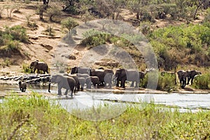 African bush elephant (Loxodonta africana)