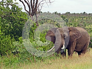 African bush elephant (Loxodonta africana)